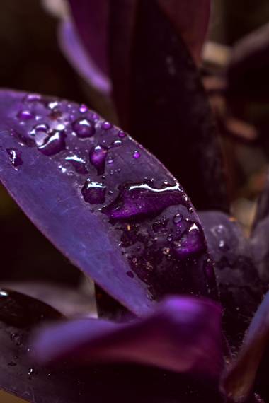 José Viana en Hamelin: Flora  (Caracas), #hoja #lila #morado #gotas #wet #humedo #rocio #lluvia