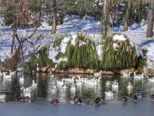 María G Terrones en Hamelin: Fauna  (Móstoles), Estanques congelados en el sur de Madrid #Invierno20