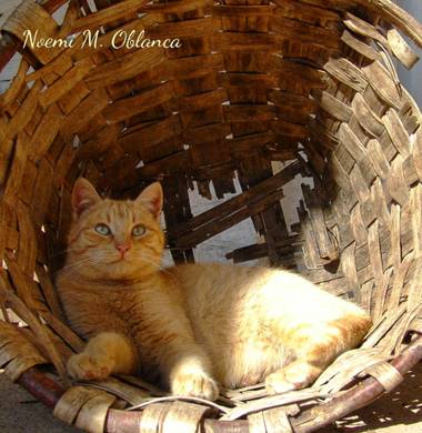 Noemi en Hamelin: Fauna, No se necesita un palacio para estar como un rey..
#gato #cat #sol #photography #pentaxk70