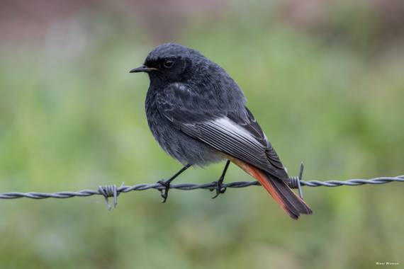 Unai Urresti en Hamelin: Fauna  (Trucios), Phoenicurus ochruros (S.G.Gmelin, 1774), Colirrojo tizón.

#aves21 #colirrojotizon  #fauna 