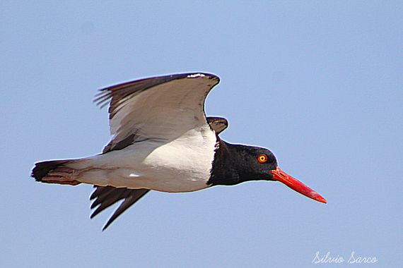 silviosarco en Hamelin: Fauna  (San Antonio), Haematopus palliatus Temminck, 1820, Ostrero #avesargentinas #avesmarinas