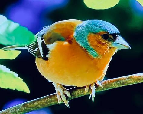 su en Hamelin: Fauna  (Gelves), Fringilla coelebs Linnaeus, 1758, #Ave21     El Pinzón habita en Europa, Asía, norte de África y Macronesia. Se alimentan d...