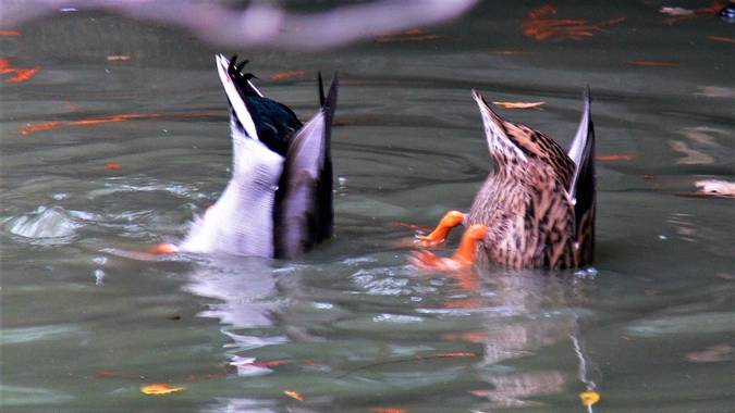 Liliane.chinyavong en Hamelin: Fauna  (Madrid), #Aves21