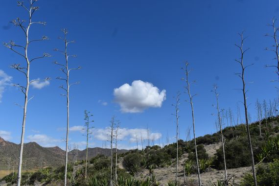Solerantonio2 en Hamelin: Paisaje  (Níjar), Coinsidencias visuales