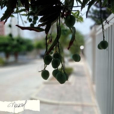 Nadiakarinaolivares en Hamelin: Flora  (Barranquilla), Mangifera indica, Los mangos típicos de mi tierra.
 #rurales #landscape #arboles #fruto #frutostrop...