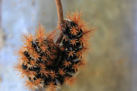 XxPrOzMeNxX en Hamelin: Fauna, #animal #animals #black #boca #caterpillar #chilean #chilena #colores #colors #dornen #espinas #farben  #larva #larve #mout...