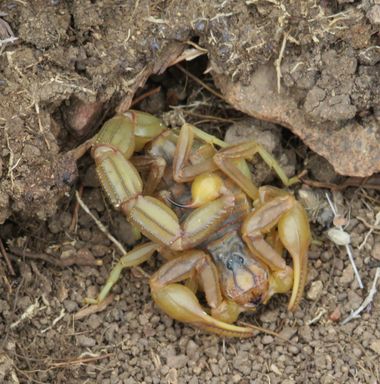 Solerantonio2 en Hamelin: Fauna  (Níjar), Escorpión amarillo