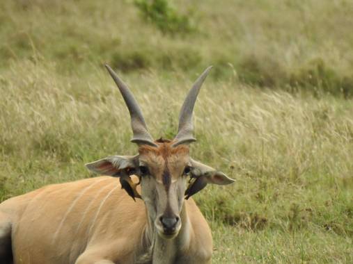 olaya96fg en Hamelin: Fauna  (Narok), Pendientes que vuelan 
#Aves21