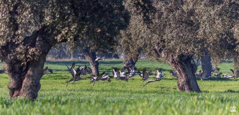 Acorazado3000 en Hamelin: Fauna  (El Viso), Grus grus (Linnaeus, 1758), Grullas remontando el vuelo.








#fotografiacarloscalvo #grullas #Gruidae #hame...