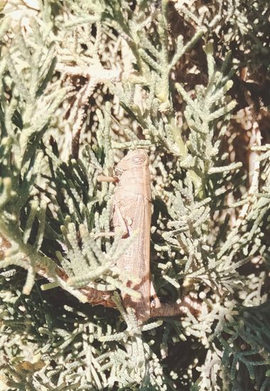 Solerantonio2 en Hamelin: Fauna  (Almería), Insecto