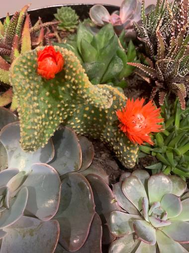 Kikeferrin en Hamelin: Flora  (Madrid)