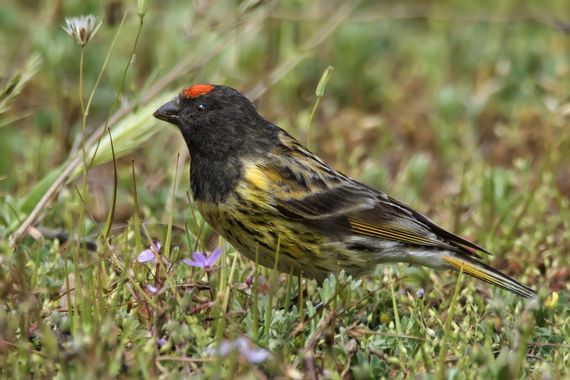 Ignicapillus en Hamelin: Fauna  (Meghri), Serinus pusillus (Pallas, 1811), Serín frentirrojo
A este personajillo se le encuentra desde Turquía hasta Nepal ...