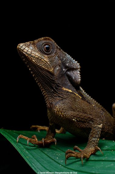 JaredMoreno59 en Hamelin: Fauna, Corytophanes cristatus es una especie diurna que habita bosques primarios y secundarios, húmedos tropicales y lluvioso tr...