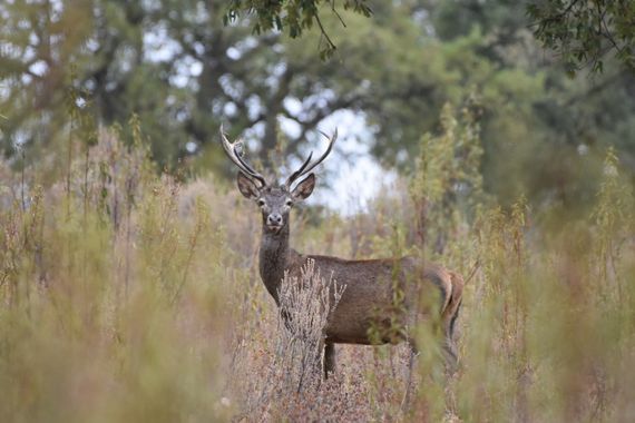 Info en Hamelin: Fauna, Cervus elaphus Linnaeus, 1758, ciervo en Sierra de San Pedro