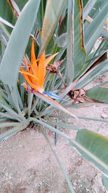 Solerantonio2 en Hamelin: Flora  (Almería), Ave del paraiso
