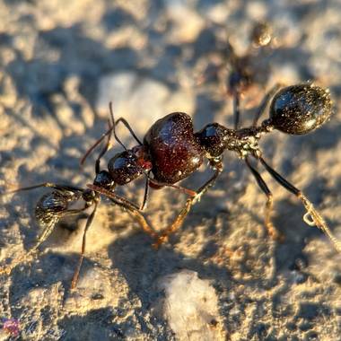 Ektorzin en Hamelin: Fauna  (Alcorcón), Pelea de #hormigas #hormiga 🐜 #ant  #Formicidae #bugs #macrofotografia #macro #macrophotography #macroinsect #macr...