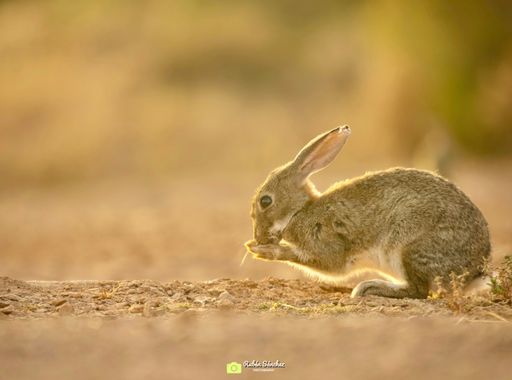 Rubén Sánchez en Hamelin: Fauna, #conejo #rabbit #peñalajo #ciudadreal #luces #castillalamancha #nature #naturaleza #canon #canonphotography #turismo #ani...