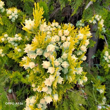 Solerantonio2 en Hamelin: Flora  (Almería), Platycladus orientalis, Planta