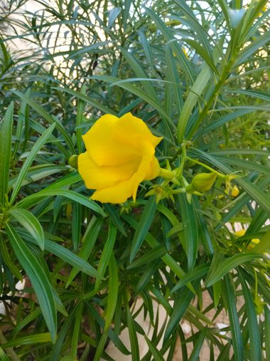 Solerantonio2 en Hamelin: Flora  (Almeria), Planta