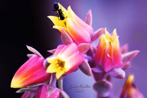 jairocastro18 en Hamelin: Flora, Echeveria elegans, #macro