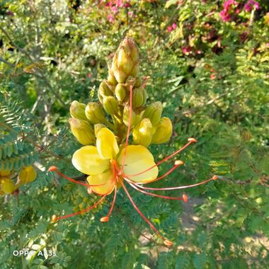 Solerantonio2 en Hamelin: Flora  (Almería), Caesalpinia gilliesii, Planta