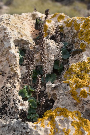Solerantonio2 en Hamelin: Flora  (Níjar), Planta