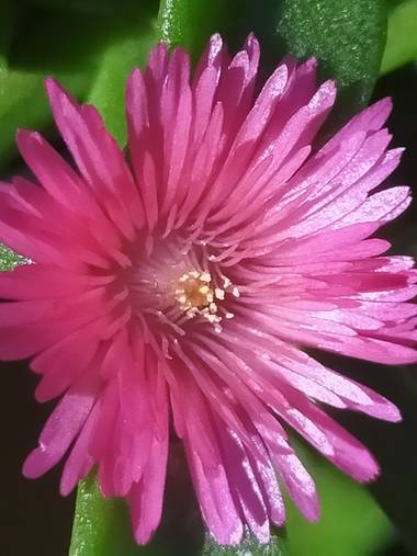 Mjcoriablog en Hamelin: Flora, #rocio #sinfiltros #macroflower #macrofoto2020 