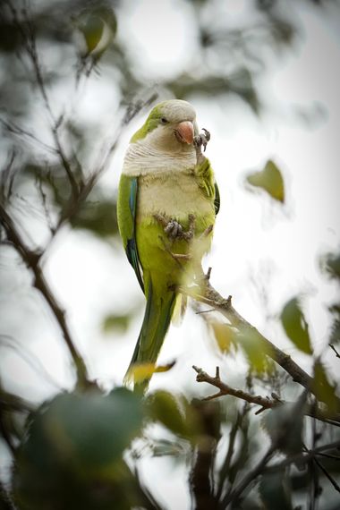 Kikojimenez1977 en Hamelin: Fauna, Myiopsitta monachus (Boddaert, 1783)