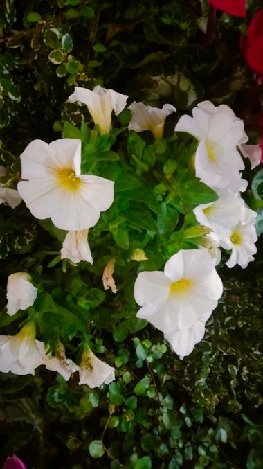 Solerantonio2 en Hamelin: Flora  (Almería), Petunia × atkinsiana, Planta