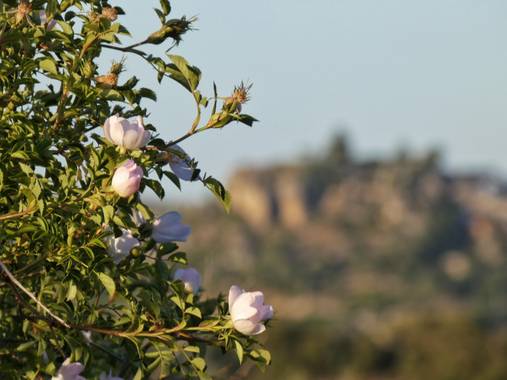 mariale en Hamelin: Flora, 📸 #marialemdza
Provincia de Zamora, primavera 2021.
#Naturaleza #flores #floressilvestres #BellezaNatural  #Naturaleza #Parque...