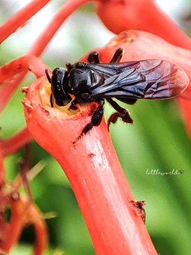 littleworld28 en Hamelin: Fauna  (Medellín), Hermoso contraste #insectos #abeja #bee #fauna #fauna20 #invertebrados 