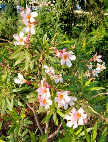 Solerantonio2 en Hamelin: Flora  (Almería), Nerium oleander, Bonito floral
