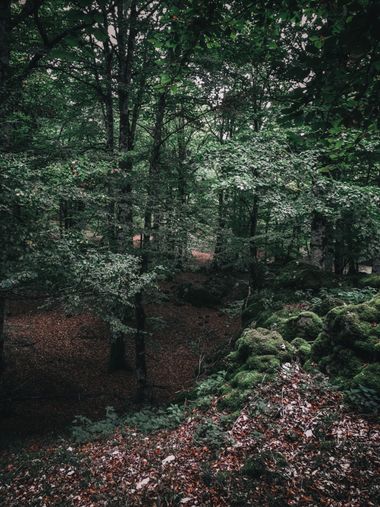 Henar en Hamelin: Paisaje  (Navarra), Bosque en urbasa #parquenaturalurbasa#urbasa #fotodelasemana #hamelin 