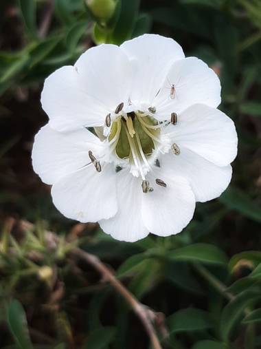 Mpinfante en Hamelin: Flora, Silene uniflora, ♧COLLEJA MARINA (engl. sea campion).

-Planta perenne que habita en arenales costeros, acantilados y roquedo...