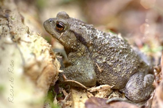 Rricoparrillas en Hamelin: Fauna  (Montseny), #cumplehamelin 