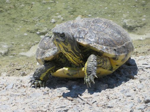 Solerantonio2 en Hamelin: Fauna  (Almería), Reptil