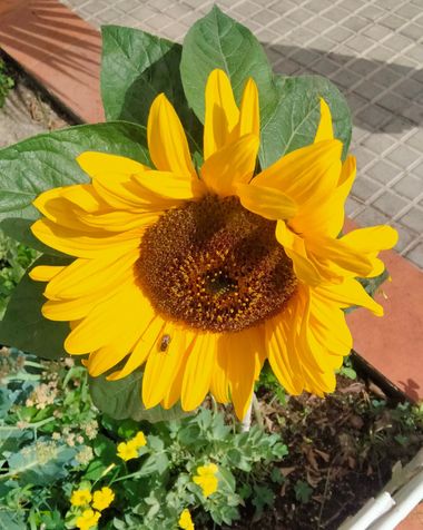 Solerantonio2 en Hamelin: Flora  (Calle Santiago), Planta de girasol