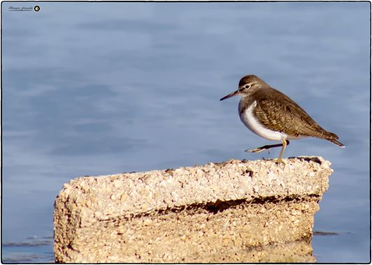 Breogán654 en Hamelin: Fauna  (Calp), Actitis hypoleucos (Linnaeus, 1758), Andarríos chico #aves