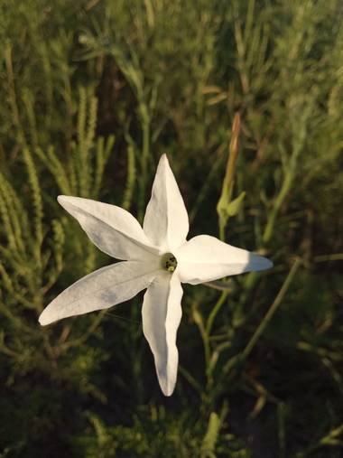Juani✨ en Hamelin: Flora  (Victoria), El 