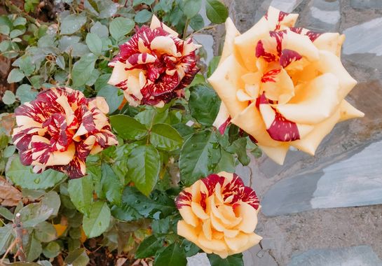 Solerantonio2 en Hamelin: Flora  (Almería), Rosas de jardin