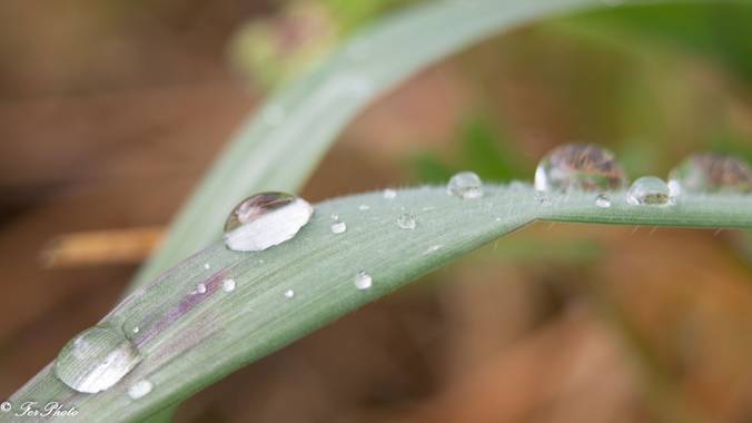 fdhphotos en Hamelin: Flora  (Navalagamella), #flora21