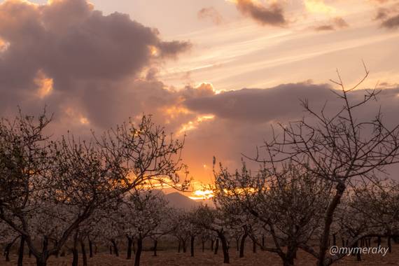 Laura Fuentes Morales en Hamelin: Paisaje  (Cartagena), Atardecer entre almendros 