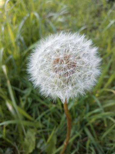 Alquimia Natural en Hamelin: Flora  (Marina de Cudeyo), Taraxacum officinale, Sueña 💕😍☀️

#flora21 