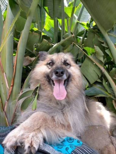 Inymarley en Hamelin: Fauna, El amor de mi vida 💜😍 
#lomejordelmundo
#perrosyflores 
#tenerifelicidad 
#lalaguna 