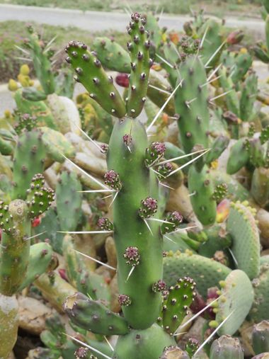 Solerantonio2 en Hamelin: Flora  (Almería), Cactus planta