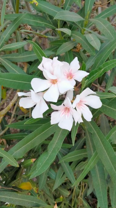 Solerantonio2 en Hamelin: Flora  (Almeria), Nerium oleander, Planta