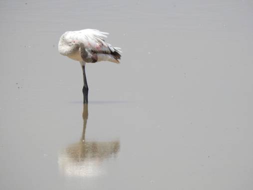olaya96fg en Hamelin: Fauna  (Kajiado), #Aves21