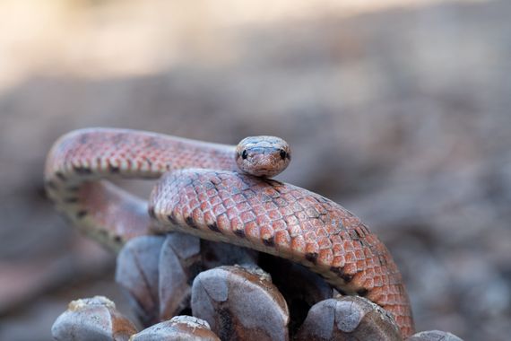 Sara Pérez  en Hamelin: Fauna  (Huelva), Coronella girondica en Huelva, una culebra muy simpática