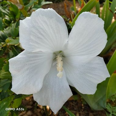 Solerantonio2 en Hamelin: Flora  (Almería), Planta