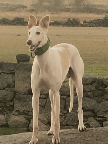 Info en Hamelin: Fauna  (Casar de Cáceres), Zeus el galgo